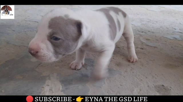 Heavy bone pitbull puppies || brown and gray color || nice quality |@EynathegsdLife смотреть онлайн