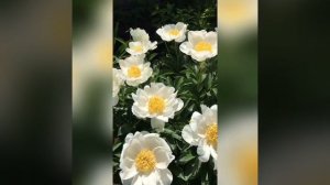 Пион травянистый Мун оф Ниппон
