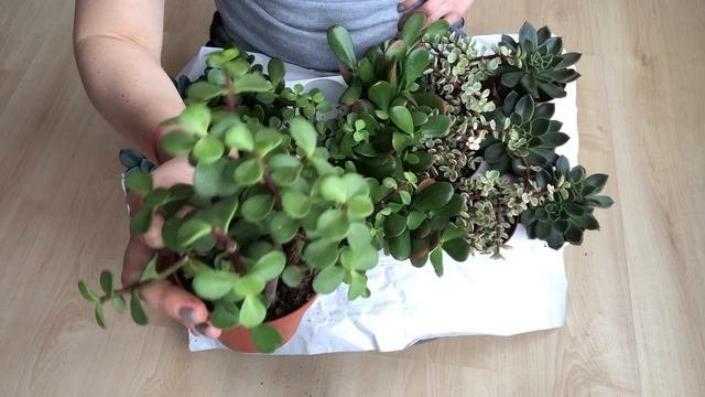 Обзор голландских Суккулентов  |  Две Палеты