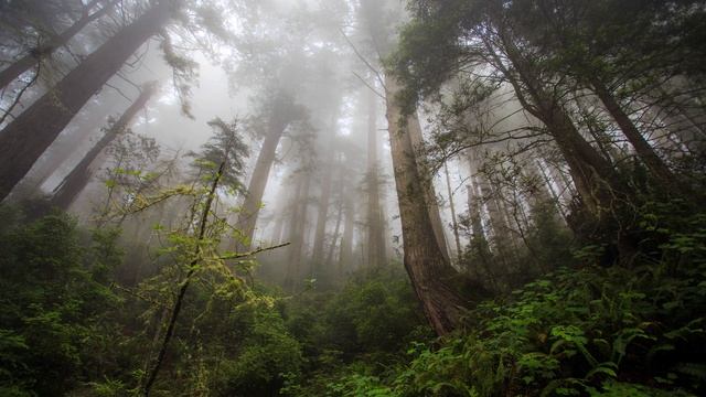 Расслабляющая музыка. Звуки дождя. Музыка для сна. Медитация. Relaxing Rain. Sleep Meditation. смотреть онлайн