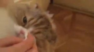Как протереть глаза шотландской кошке пород:скотиш страйт, скотиш фолд, хайленд страйт, хайленд фол