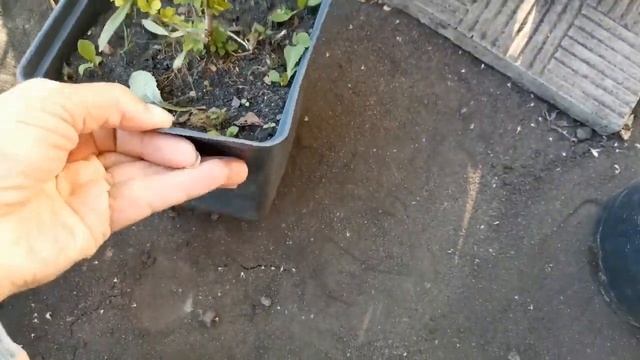Июнь. Челябинск.Все для сада и огорода. Мои  покупочки  в садовых центрах. Новые растишки для сада