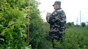 Ловля ястребинной славки