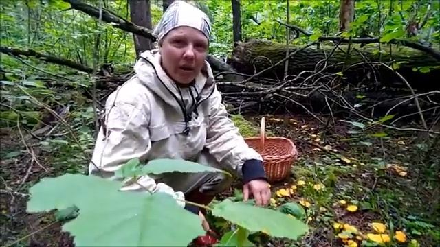 За грибами по звериным тропам! Смотрите, не пожалеете! смотреть онлайн