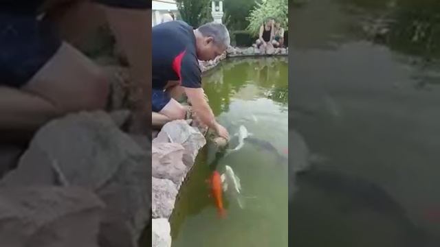 Купание Красного Карася.mp4