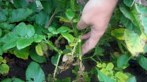 Почему желтеют листья у петунии