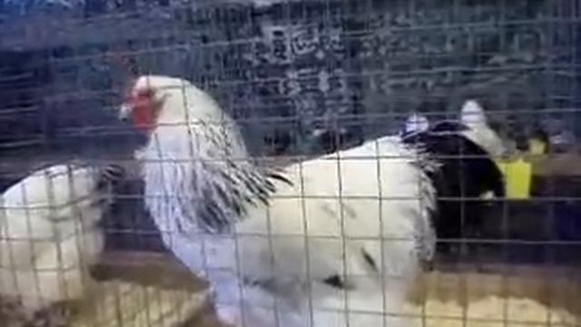 Крик Петуха смотреть онлайн