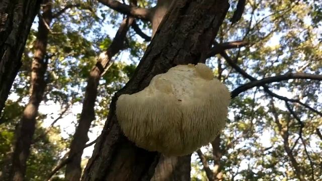 Ежовик гребенчатый, гриб лапша. Hericium erinaceus Приморский край, Владивосток,
