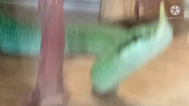 ?Гродно?Поездка? Адреналинчик?Колесо обозрения ? смотреть онлайн