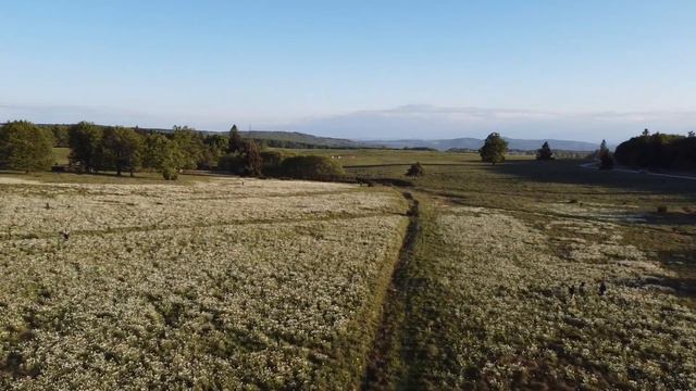 Kalonda-tetői nárciszmező | Mérgező? смотреть онлайн