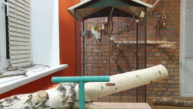Стрим Банды Попугаев о содержании волнистого попугая