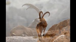 Козлы на скалах. Ибексы