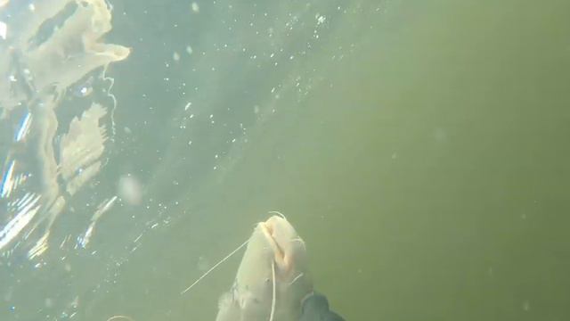 Подводная охота на Волге на сома и белого амура смотреть онлайн