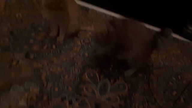 Кошки и наушники.... смотреть онлайн