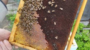 Матка отрутневела. Горбатый расплод.