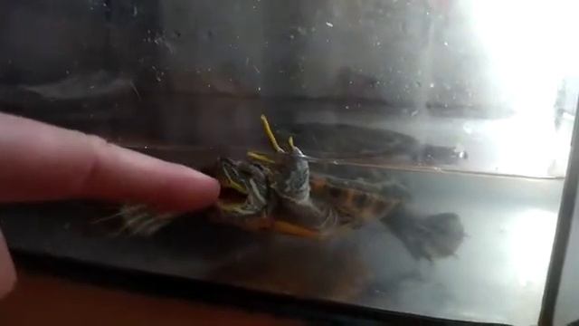 Черепаховый суп по Сибирски смотреть онлайн