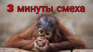 Смехота: самые смешные моменты и юморные ситуации. Часть 19.