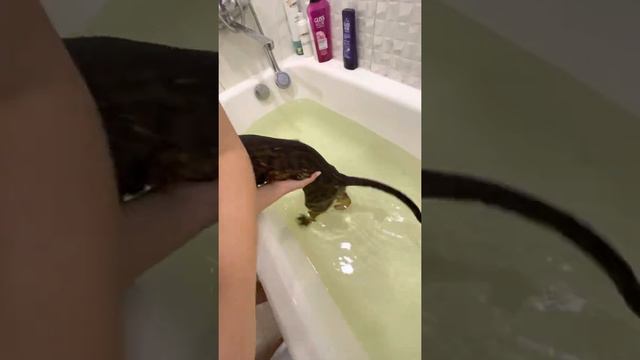 Купаем бенгальского кота/Bathing the bengal cat