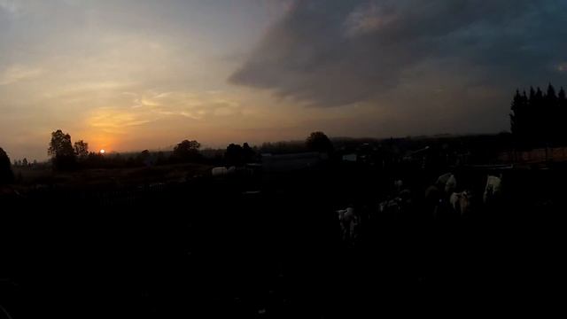 Утро на ферме смотреть онлайн