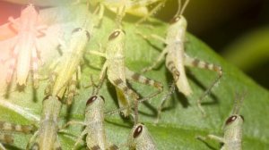 Звук кузнечика, какой звук издаёт кузнечик, кузнечик стрекочет