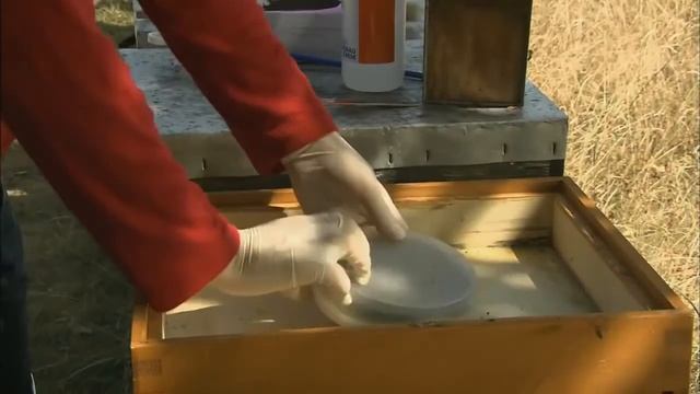 Австрийская Карника - очень миролюбивая пчела смотреть онлайн