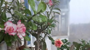 Адениумы цветение балкон левая сторона июнь 2019