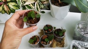 Миллион орхидей из семян! Сеянцы орхидей через год после посева. Опыление биглип 1086-41 на Тиару