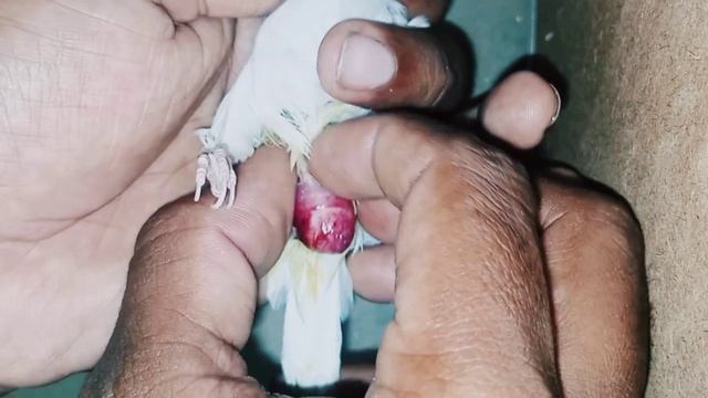 egg binding issue in java Spearrow|how to treatment egg binding||egg binding problem solve in birds смотреть онлайн