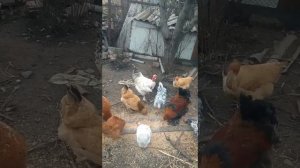 Межпородное скрещивание кур