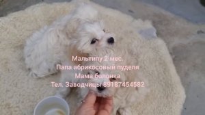 Щенки мальтипу. Папа абрикосовый пудель, мама болонка