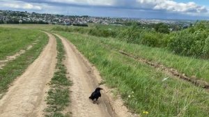 Гулял с птицей 5 часов! / Ворон Гоша