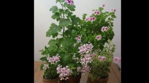 236.Balcony Pelargoniums in April ( 2019 ) 봄,발코니 페라고늄(제라늄)