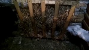 Когда ягнята начинают есть сено. Неожиданное открытие.