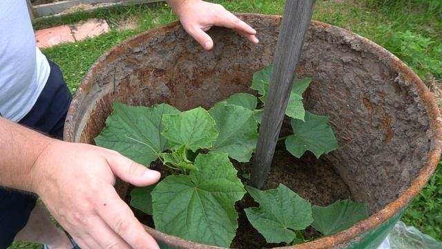 Как выращивать огурцы в бочке. смотреть онлайн