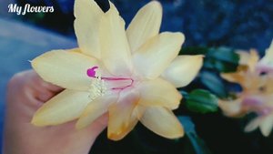 Простые и основные правила ухода за Декабристом(Шлюмбергера)