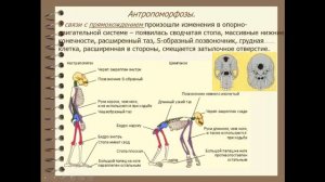 Биология. 9 класс. Доказательства эволюции человека. Людмила Ивановна. Profi-Teacher.ru