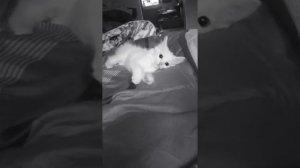 Кот нападает Котенок по имени Айс ? Смешные коты