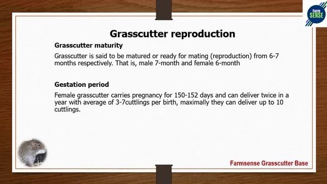 Grasscutter farming business secrets and potentials