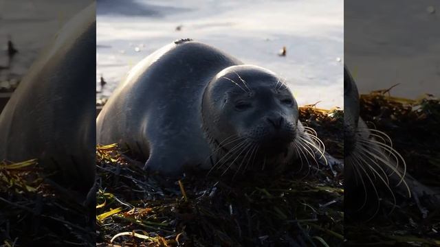#Seal #animals #seals #wildanimals #sæl #natureisgood