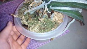 Орхидеи. Здоровье корней зависит от полива. Моя техника полива фаленопсисов.