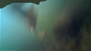 Лещ на ФЛЭТ под водой. Красивое видео
