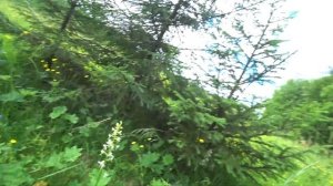 Любка двулистная. Орхидея наших лесов.