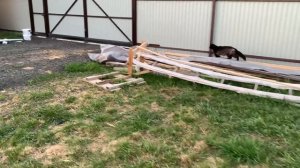 КОТ ОХОТИТСЯ НА КРОЛИКА