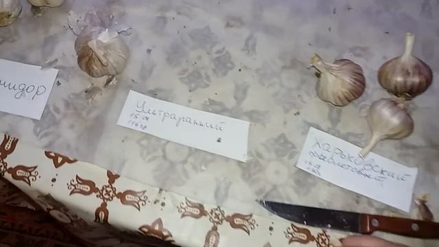 Сорта чеснока для хранения. Завершение эксперимента на 01.03.19г.