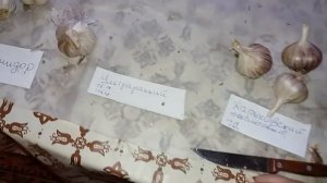 Сорта чеснока для хранения. Завершение эксперимента на 01.03.19г.