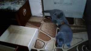 Как приучить котят к лотку#苏格兰小猫