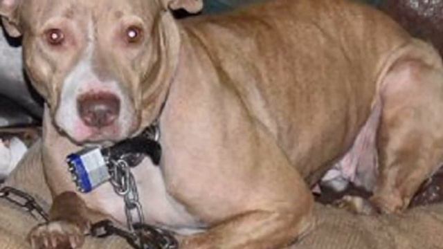 Оставшись без крыши над головой,хозяин решил бросить собаку, привязав ее к мебели грязного дома смотреть онлайн