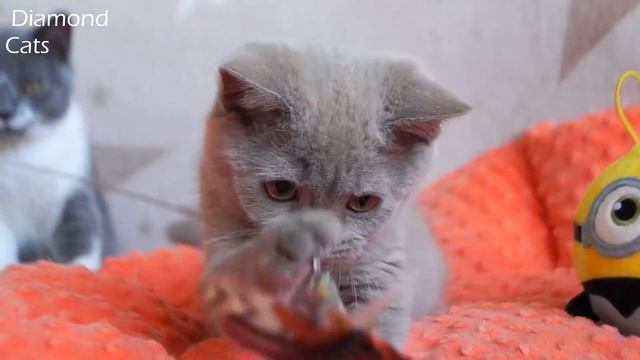 Британский котёнок Миа. Возраст 3 месяца
