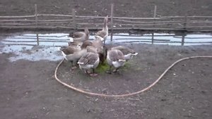 Пришла весна ,серые гуси едят траву.Spring came, gray geese eating grass.