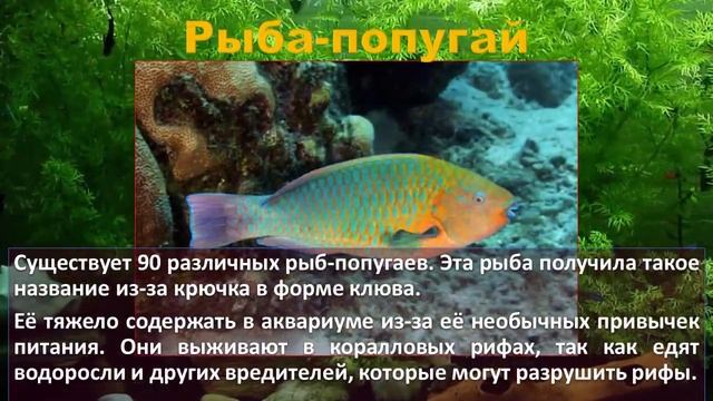 ТОП Самые красивые аквариумные рыбки. TOP most beautiful aquarium fish смотреть онлайн